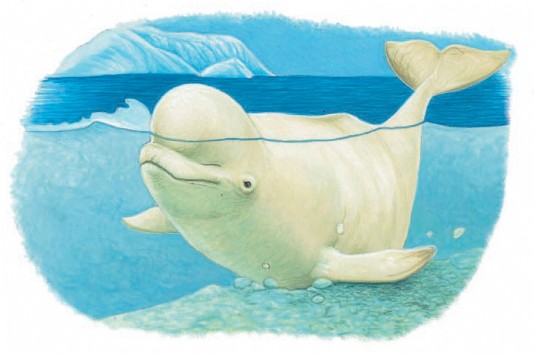 Beluga moulting by rubbing against the seabed 