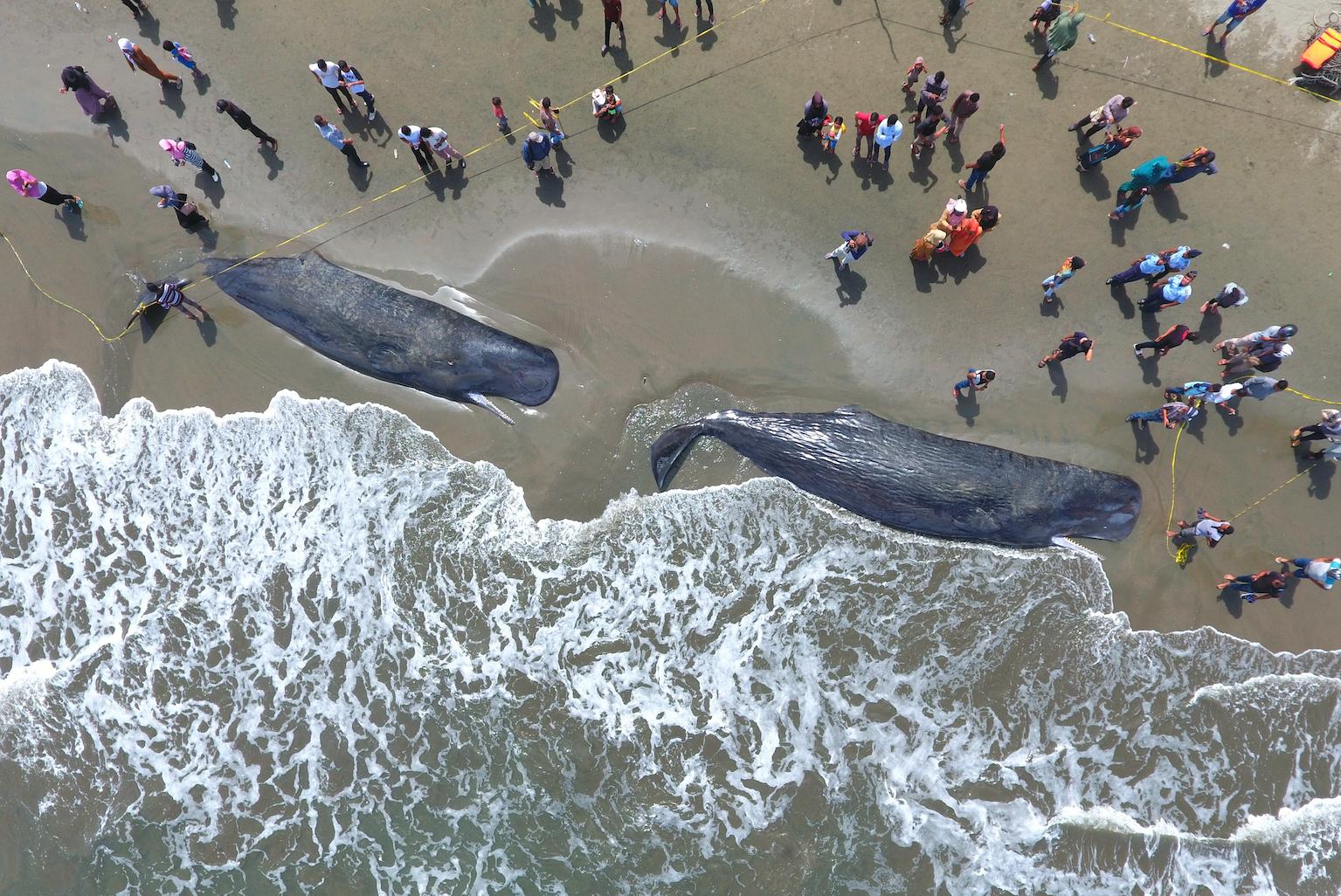 Aerial shot showing sperm whales stranded on a beach in Sumatra