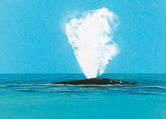 A whale spouting