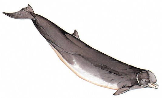 Northern bottlenose