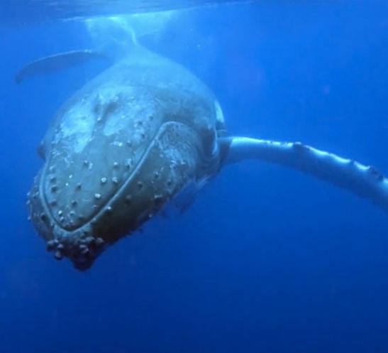 Video of a young humpback whale singing