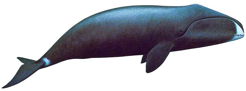 Bowhead whale