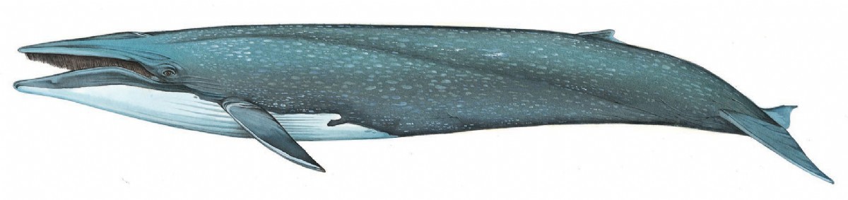 Blue whale