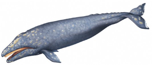Grey whale