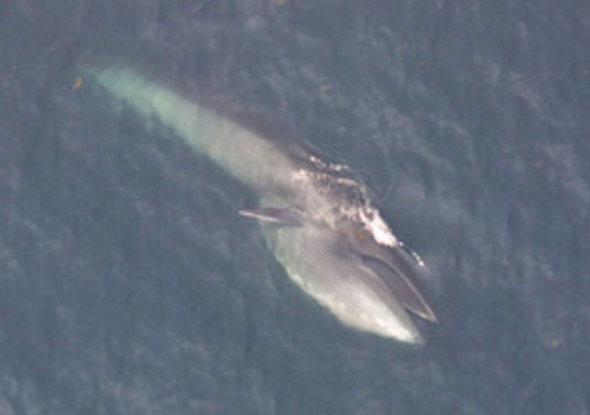 A sei whale feeding at the surface