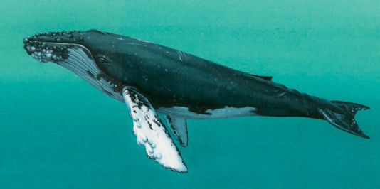 Humpback whale