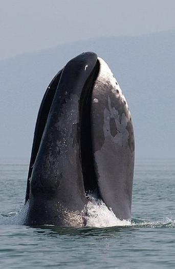A bowhead whale spyhopping