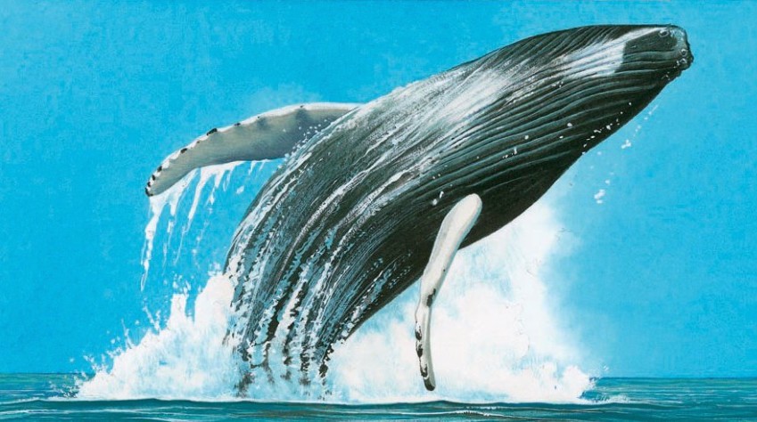 Humpback whale breaching