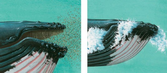 A baleen whale feeding