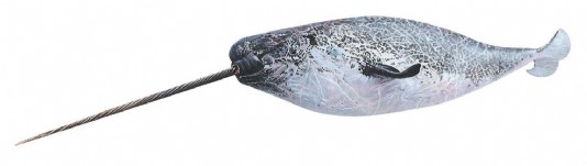 Narwhal