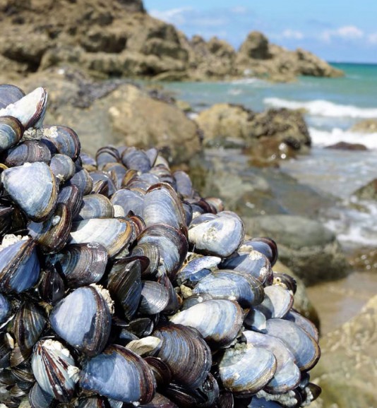 Mussels clustered on a rock at low tide