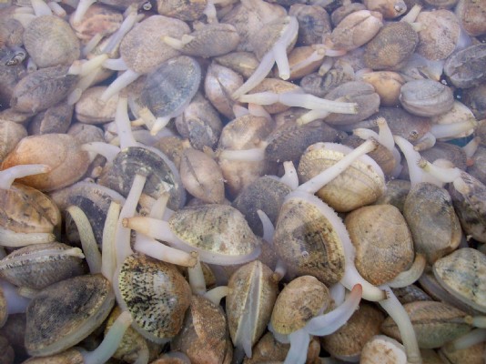 Venus clams with their siphons extended