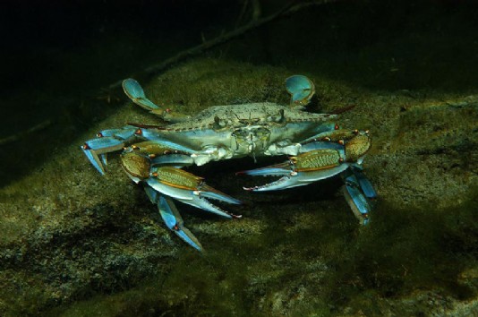 Blue crab