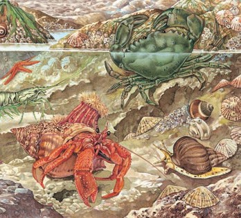 Common shore crab and hermit crab in a rock pool