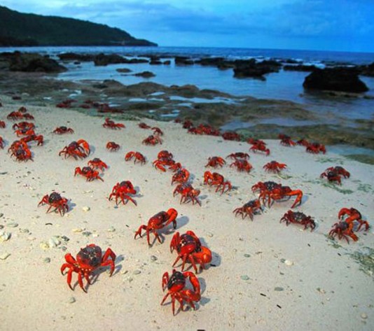Baby crabs on a beach in Christmas Island