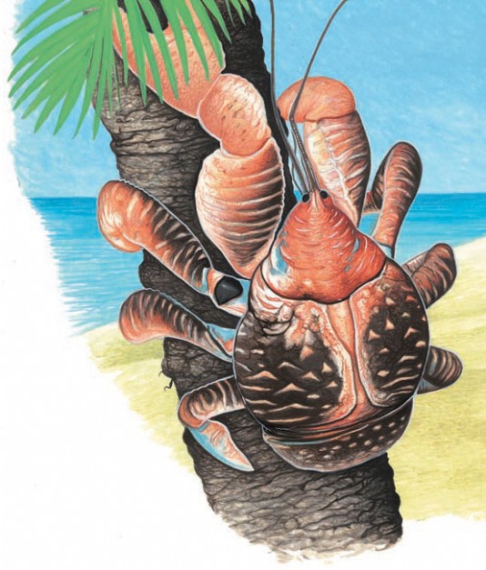 Coconut crab