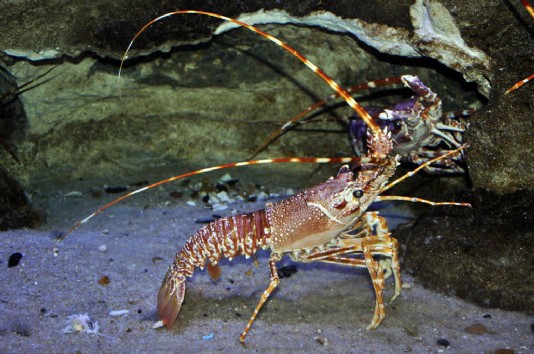 Spiny lobsters on the move