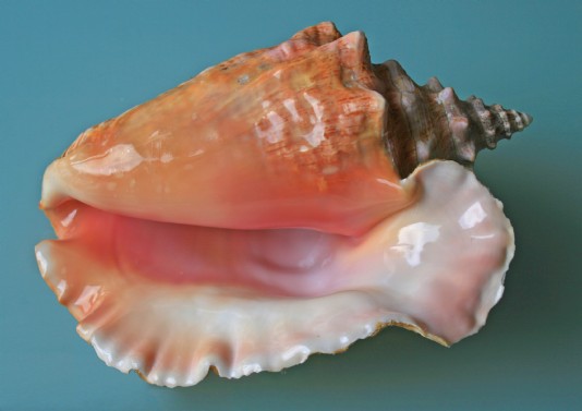 A queen conch (pronounced "konk") shell