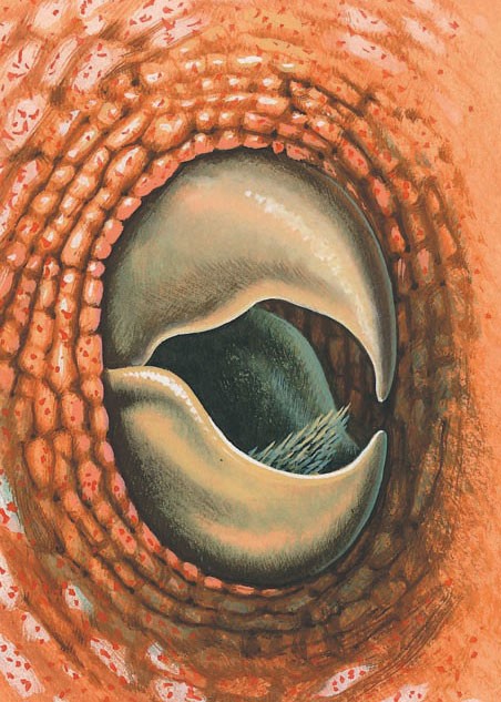 Octopus's beak.