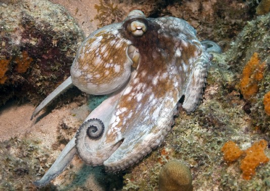 An octopus camouflaged