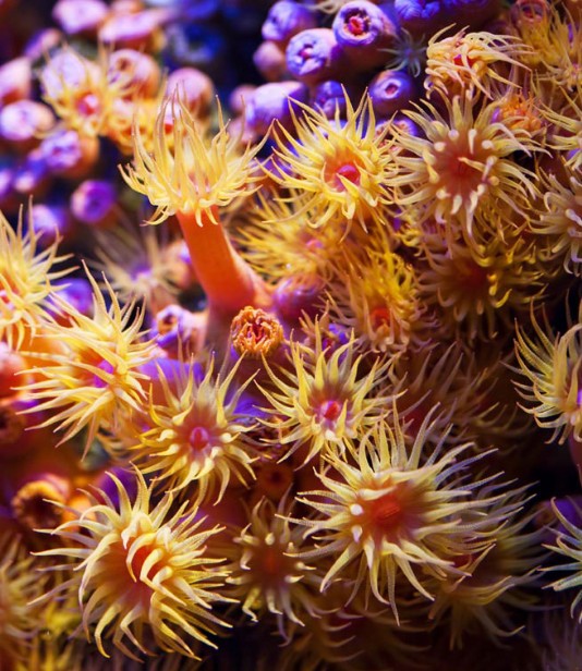 A colony of sea anemones