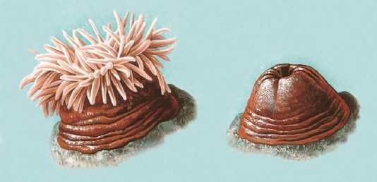 Sea anemone with tentacles out and retracted