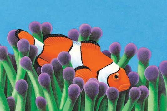 Clownfish swimming inside a sea anemones' tentacles