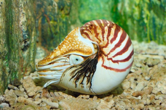 A chambered nautilus
