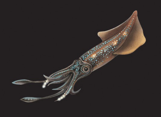 Firefly squid