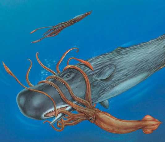 A giant squid locked in combat with a sperm whale