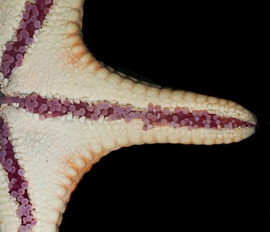The underside of a starfish, showing its tube feet
