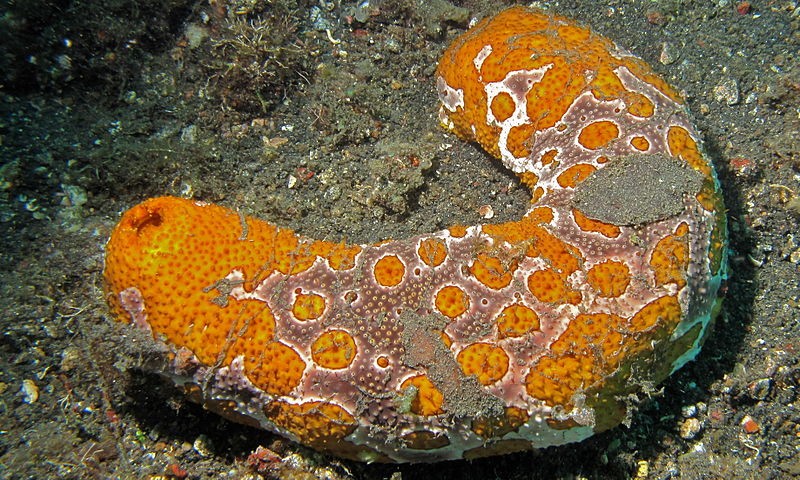 Eyed sea cucumber