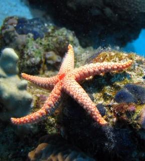 Starfish