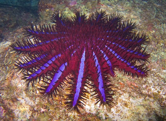 Crown-of-thorns starfish