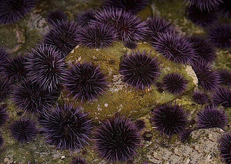 Purple sea urchins