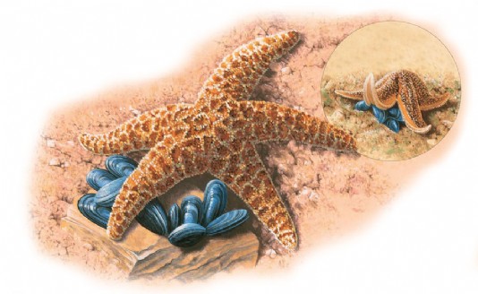 A starfish opening mussels with its arms