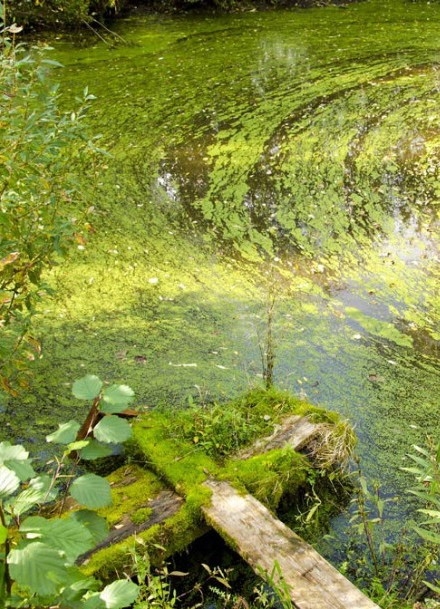 A green algal bloom in a river