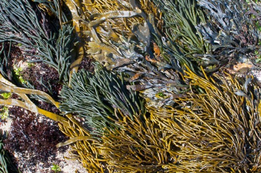 Seaweed, types of algae
