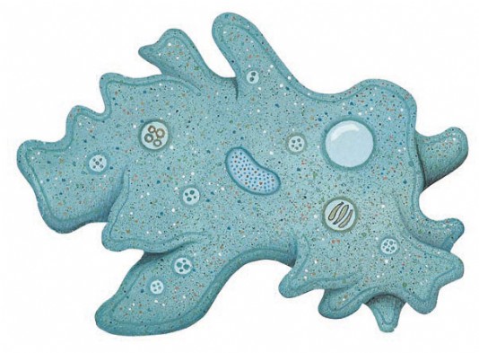 An amoeba, a type of protozoa