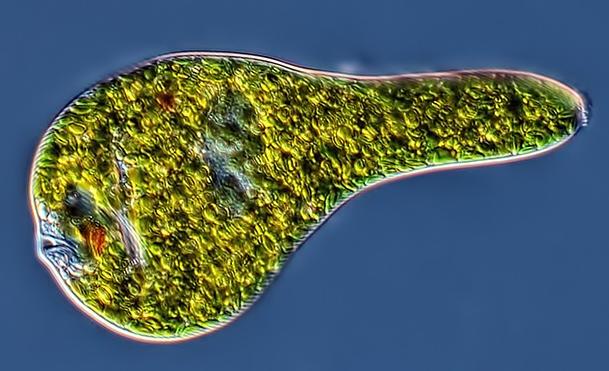 Euglena, a single-celled flagellate