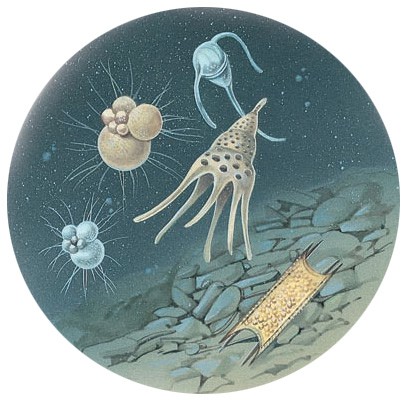 Skeletons of radiolarians, marine protozoa