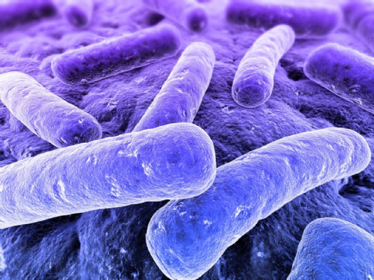 Rod-shaped bacteria, seen through a microscope