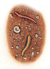 Bacteria are important decomposers in the soil.