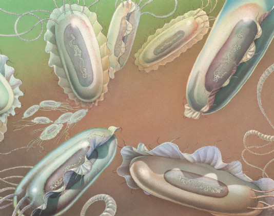 Bacteria