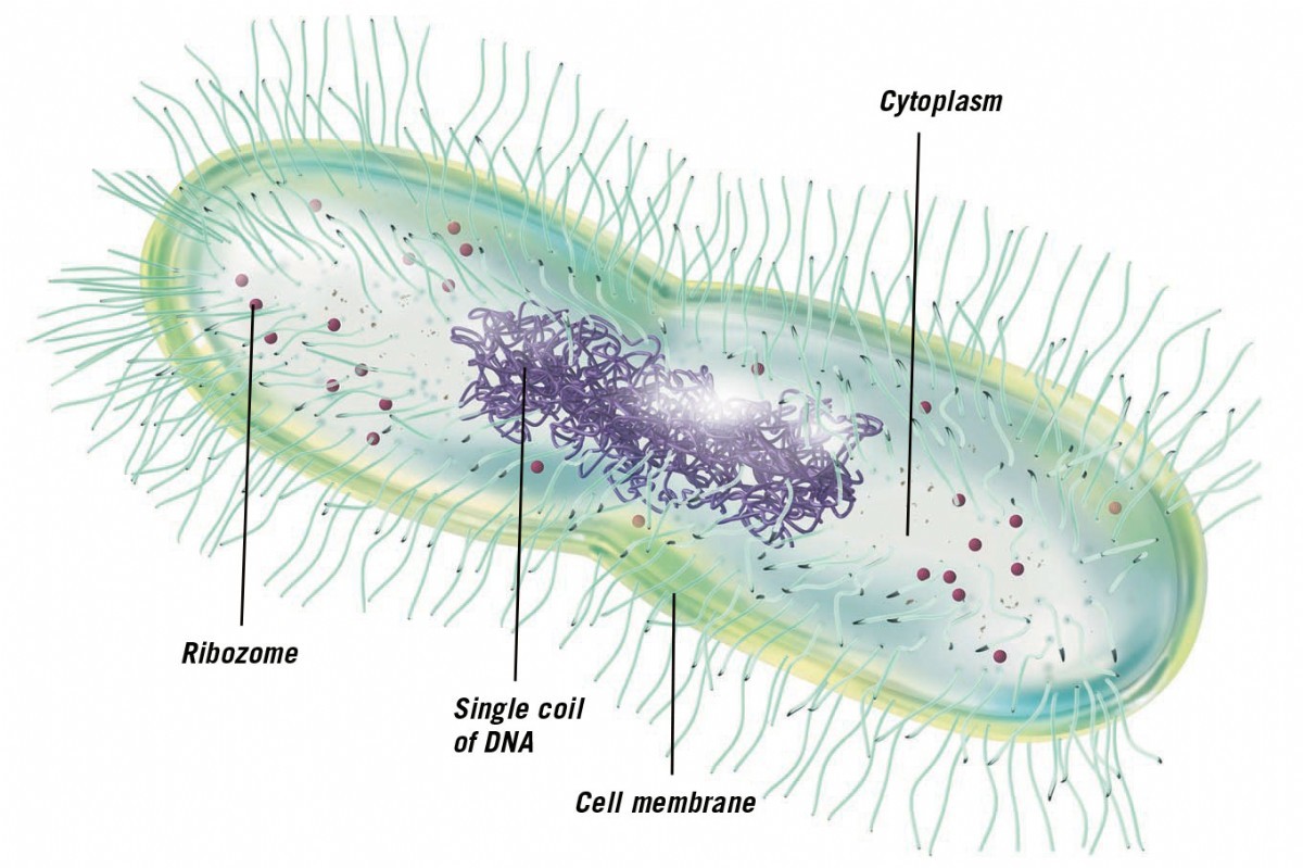 E. coli bacterium