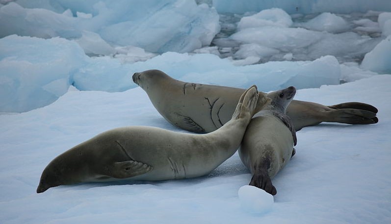 Crabeater seals