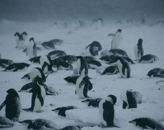 Adélie penguins weathering an Antarctic blizzard