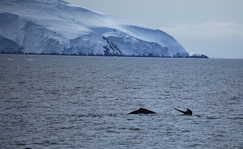Humpback whales off Antarctica