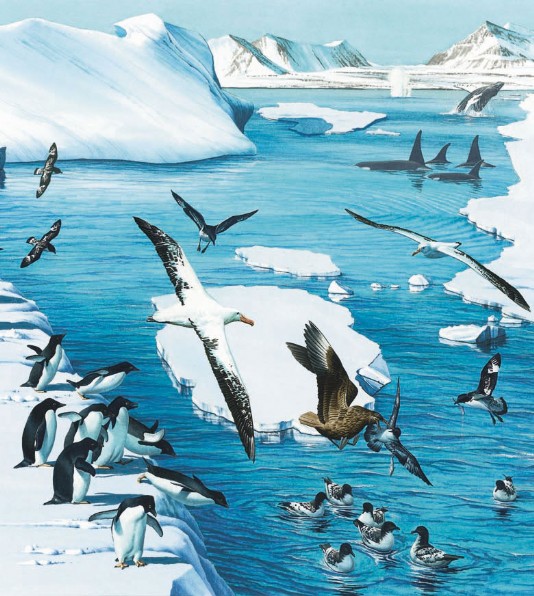 Animals of the Antarctic