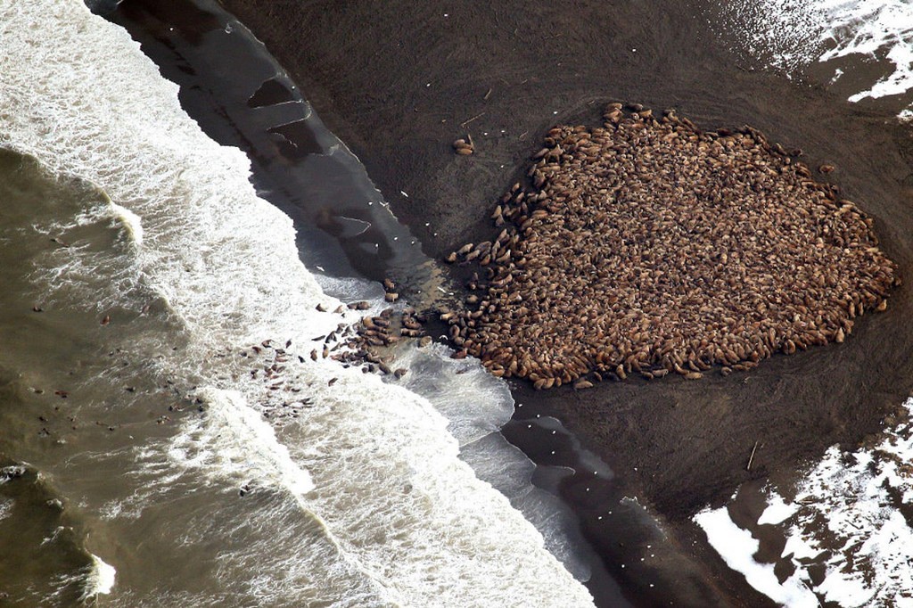 Walruses clustered on an Alaskan beach